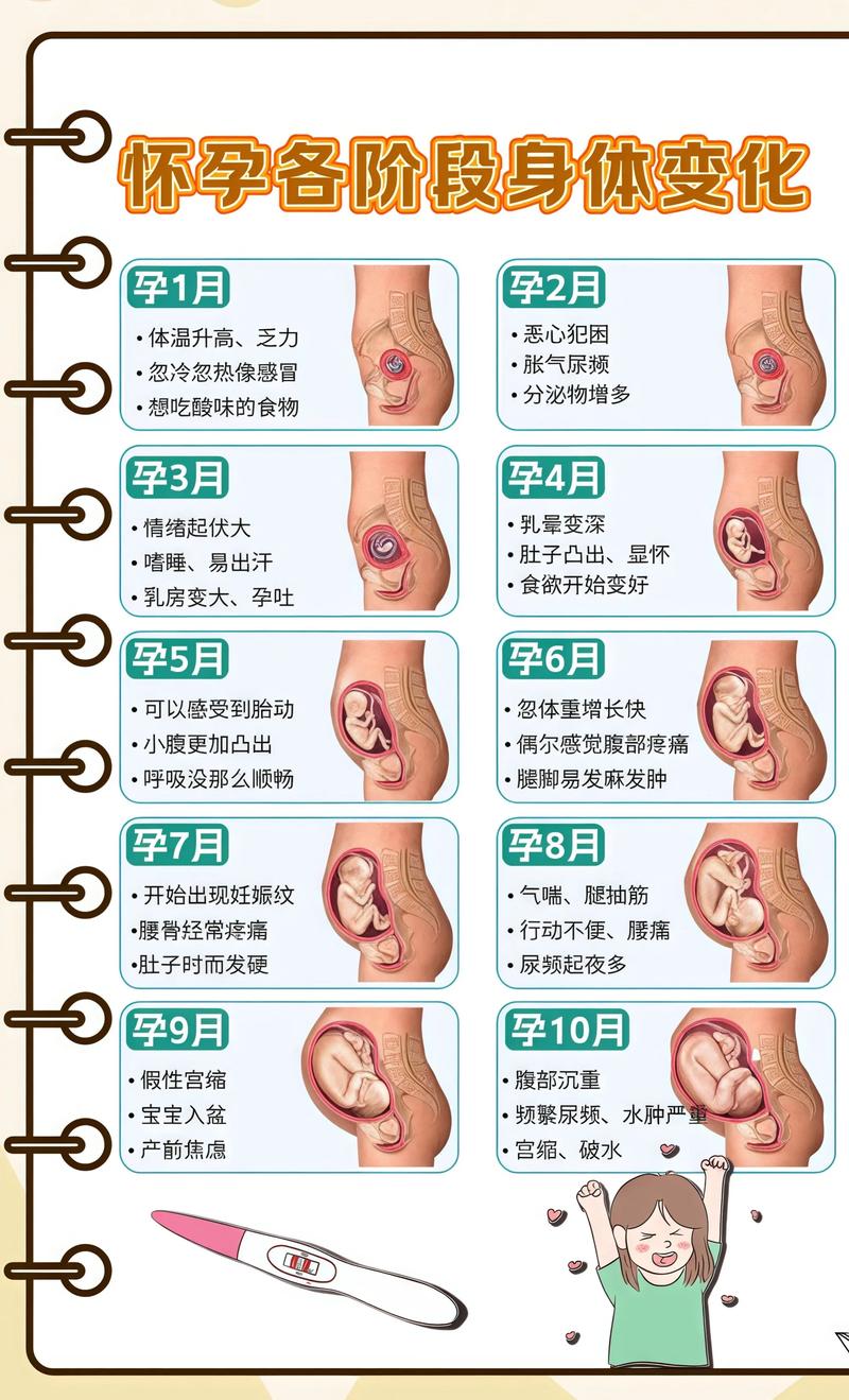 揭秘供卵代孕妈妈怀孕小腹分两节，孕期变化的奥秘开封代生机构: